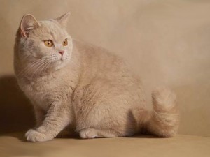Кремовый окрас британских кошек, бежевый, персиковый. Бежевые британцы фото. Британские кремовые коты фото. Британские котята кремового окраса. Британец персикового цвета фото. Бежеаве британцы  